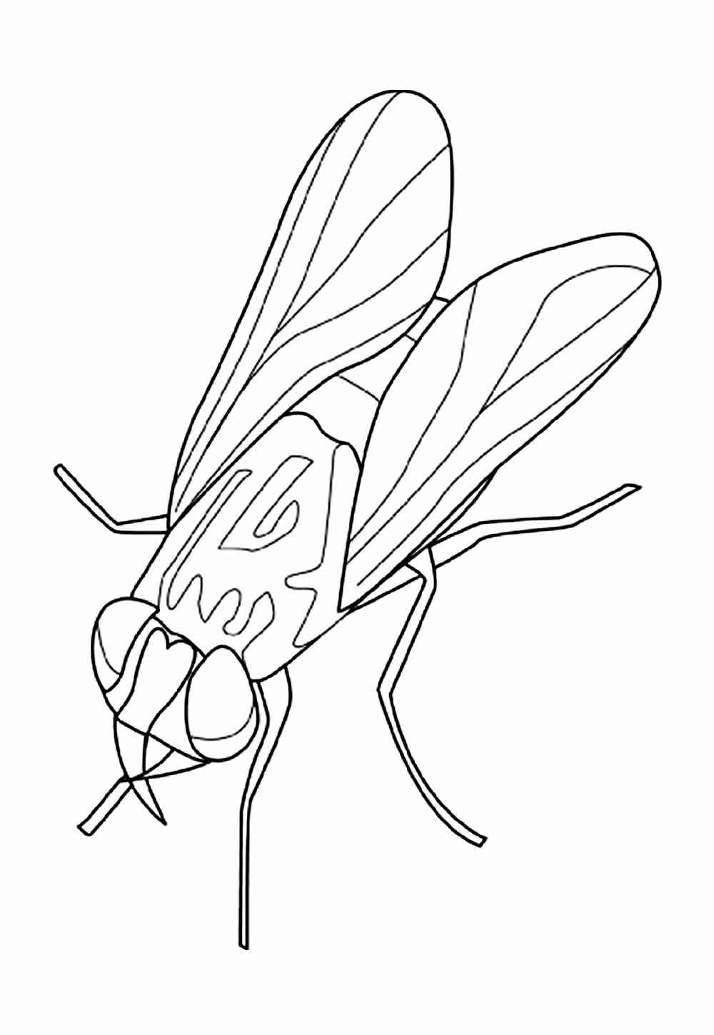 Desenho de Mosca Desenho Colorir Imprimir 12