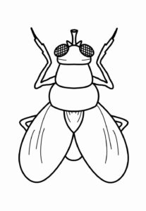 Desenho de Mosca Desenho Colorir Imprimir 13
