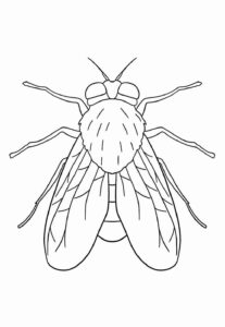 Desenho de Mosca Desenho Colorir Imprimir 14