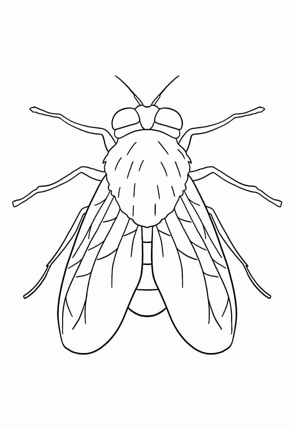 Desenho de Mosca Desenho Colorir Imprimir 14