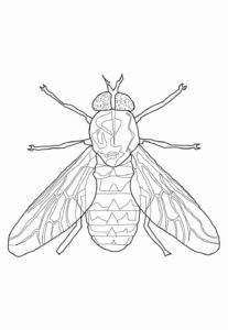 Desenho de Mosca Desenho Colorir Imprimir 16