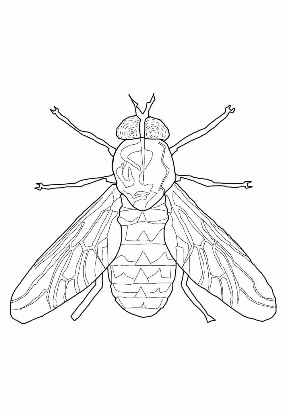 Desenho de Mosca Desenho Colorir Imprimir 16