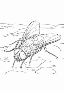 Desenho de Mosca Desenho Colorir Imprimir 21