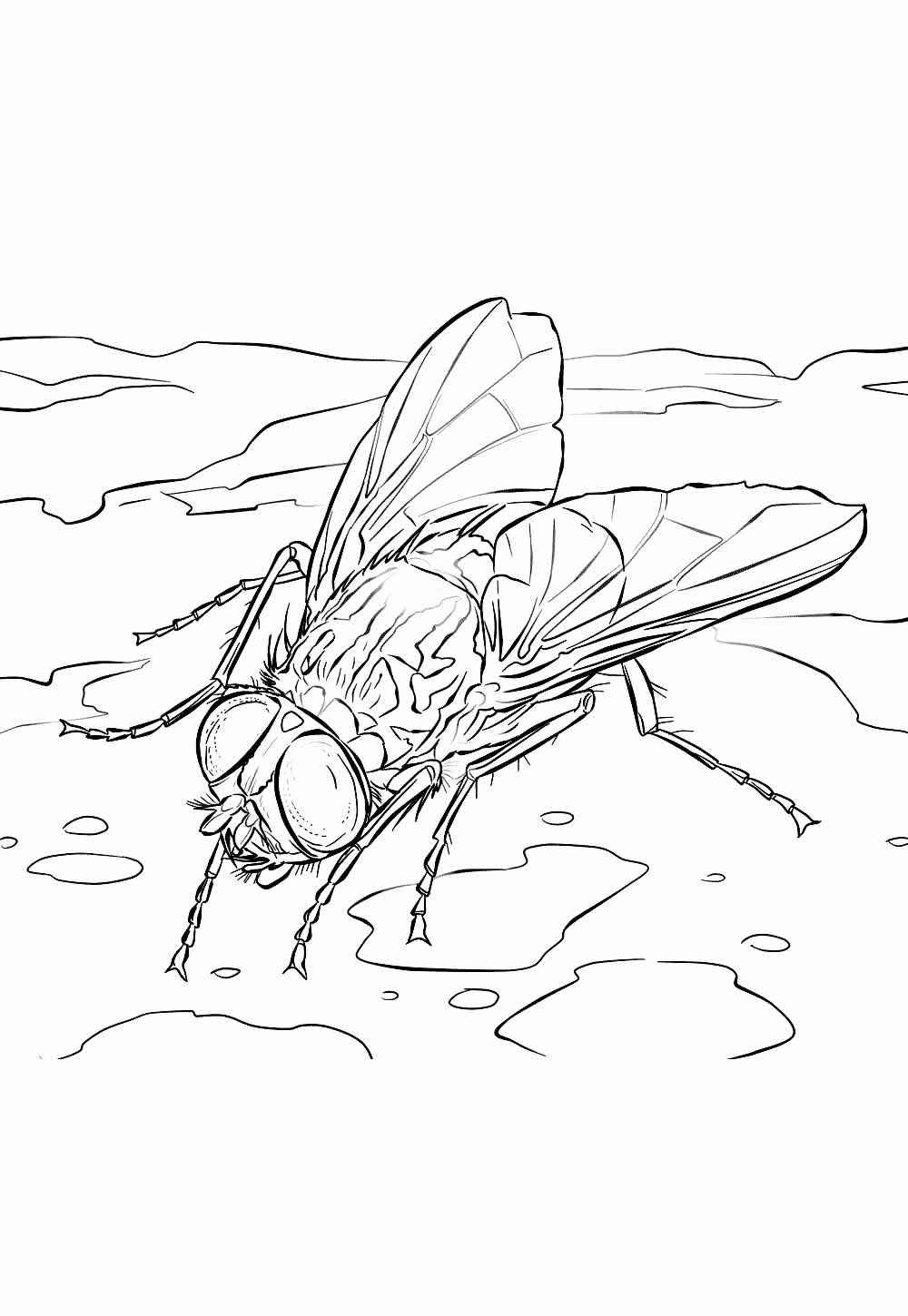 Desenho de Mosca Desenho Colorir Imprimir 21