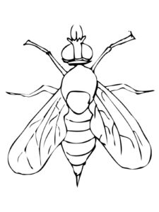Desenho de Mosca Desenho Colorir Imprimir 23
