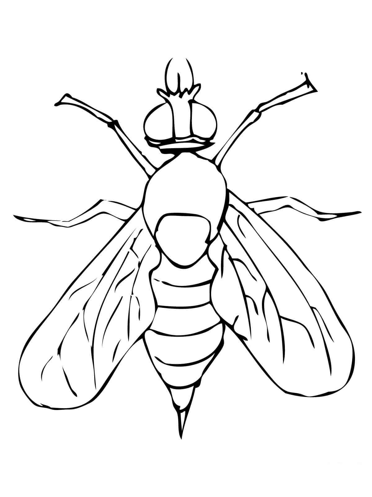 Desenho de Mosca Desenho Colorir Imprimir 23