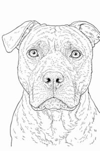 Desenho de Pitbull Desenho Colorir Imprimir 13