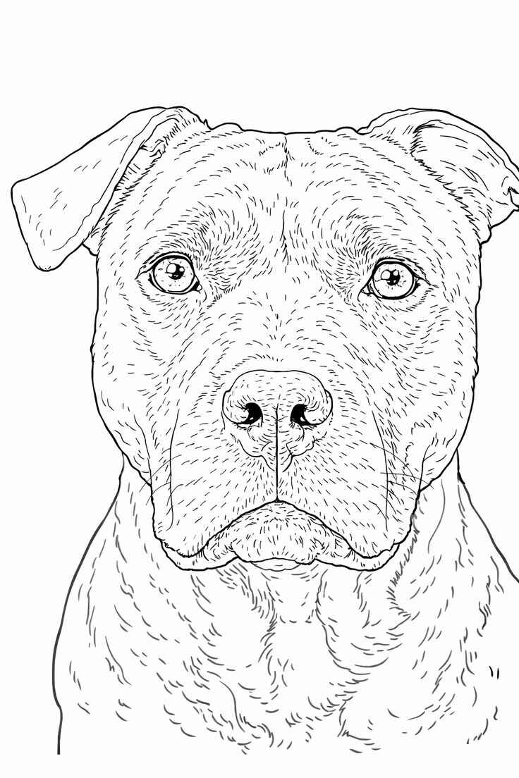 Desenho de Pitbull Desenho Colorir Imprimir 13