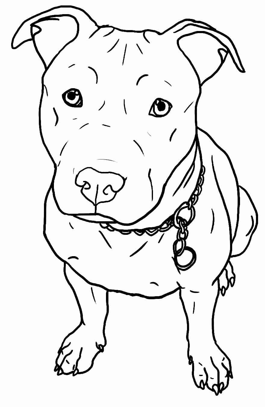 Desenho de Pitbull Desenho Colorir Imprimir 24