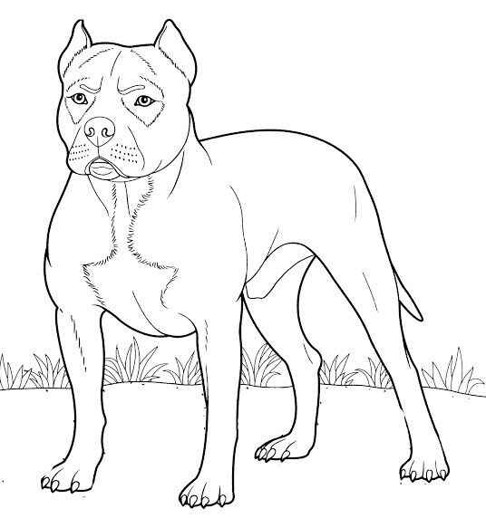 Desenho de Pitbull Desenho Colorir Imprimir 26