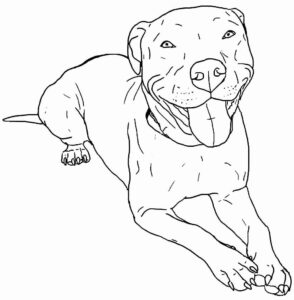 Desenho de Pitbull Desenho Colorir Imprimir 27