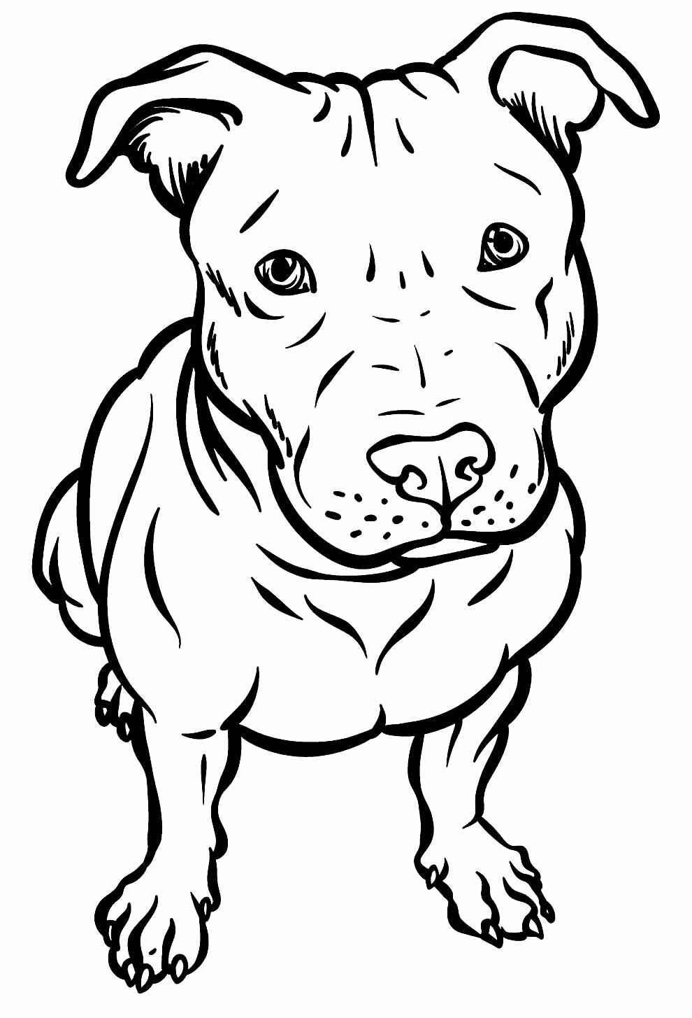Desenho de Pitbull Desenho Colorir Imprimir 29