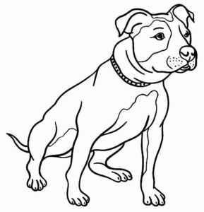 Desenho de Pitbull Desenho Colorir Imprimir 30