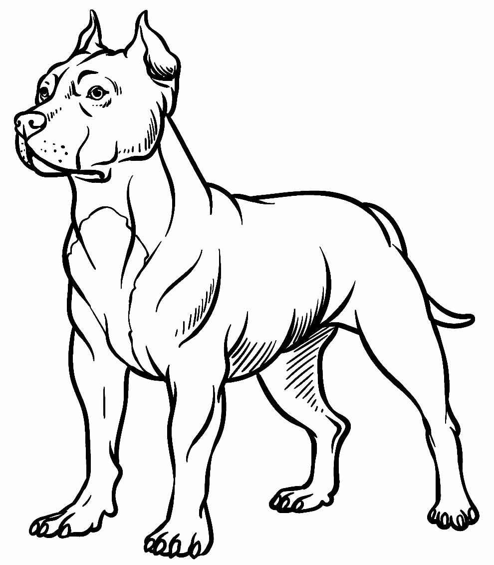 Desenho de Pitbull Desenho Colorir Imprimir 31
