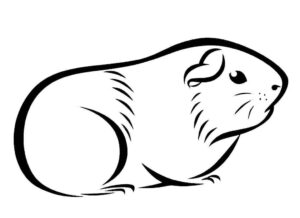 Desenho de Porquinho Da India Desenho Colorir Imprimir 01