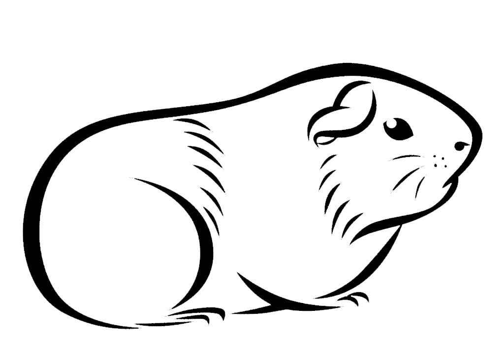 Desenho de Porquinho Da India Desenho Colorir Imprimir 01