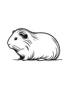 Desenho de Porquinho Da India Desenho Colorir Imprimir 20