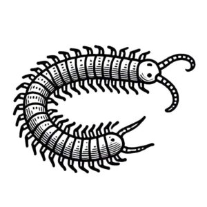 Desenho de Centopeia Desenho Colorir Imprimir 06