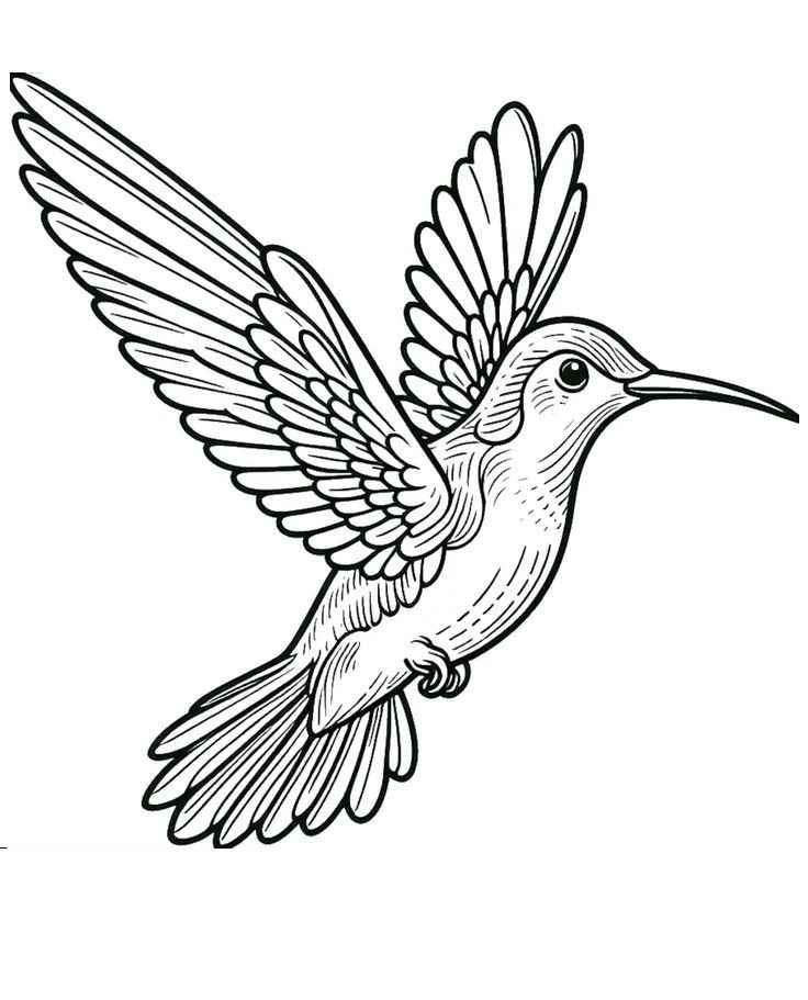 Desenho de Beija Flor Desenho Colorir Imprimir 06