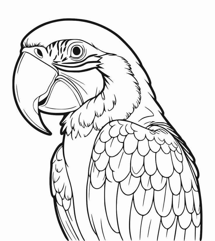 Desenho de Arara Desenho Colorir Imprimir 21