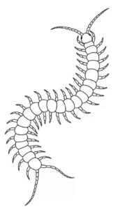 Desenho de Centopeia Desenho Colorir Imprimir 02