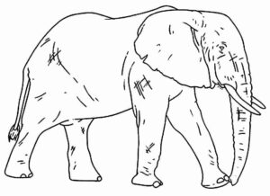 Desenho de Elefante Desenho Colorir Imprimir 39