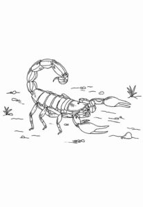 Desenho de Escorpiao Desenho Colorir Imprimir 21