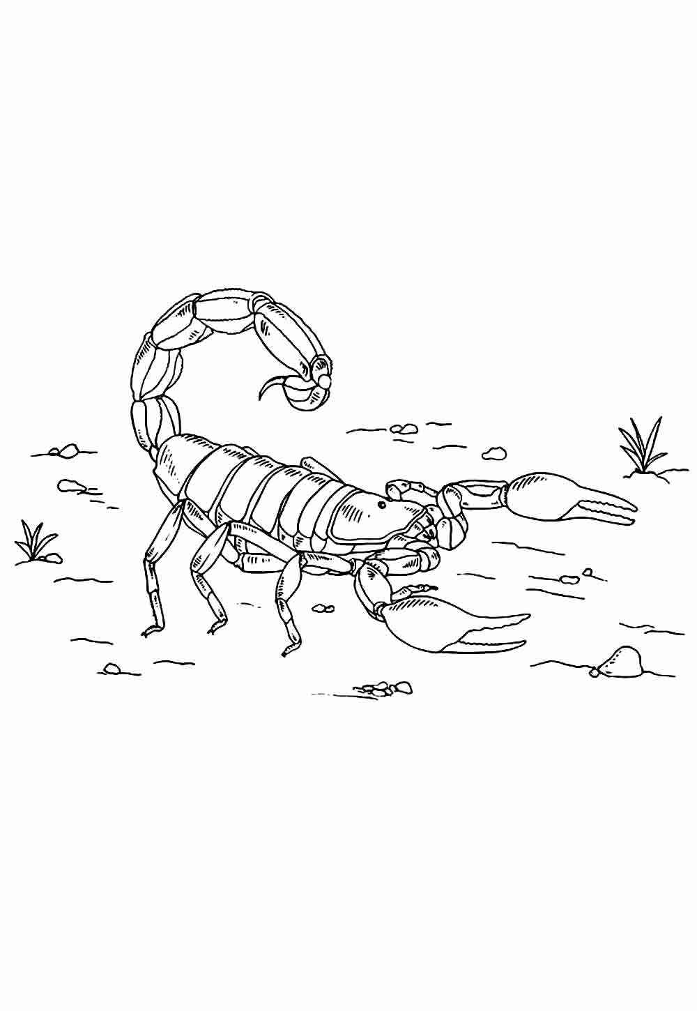 Desenho de Escorpiao Desenho Colorir Imprimir 21