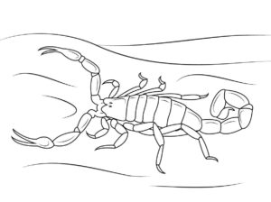Desenho de Escorpiao Desenho Colorir Imprimir 39