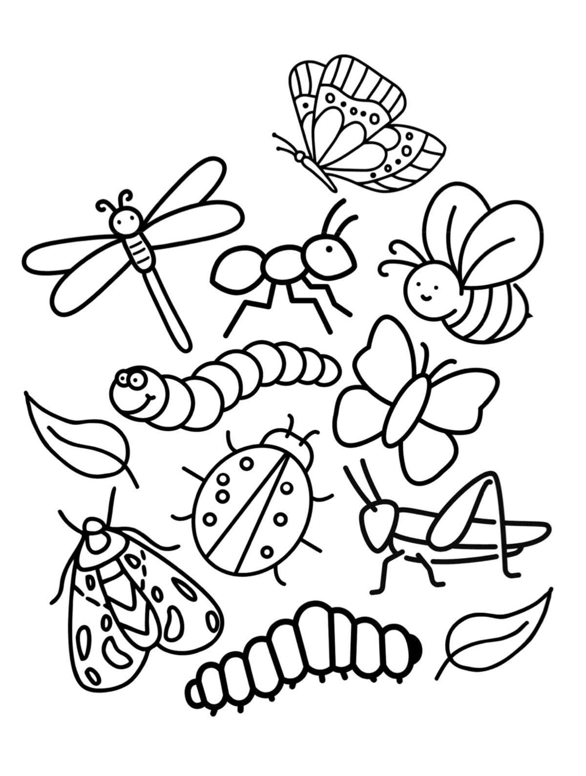 Desenho de Insetos Desenho Colorir Imprimir 30