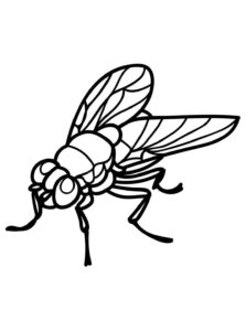 Desenho de Mosca Desenho Colorir Imprimir 02
