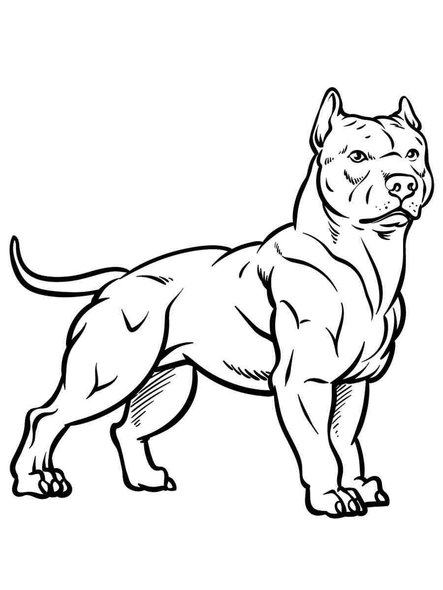 Desenho de Pitbull Desenho Colorir Imprimir 35