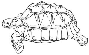 Desenho de Tartaruga Desenho Colorir Imprimir 48