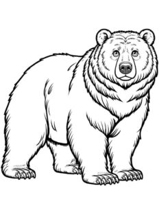 Desenho de Urso Desenho Colorir Imprimir 003