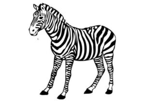 Desenho de Zebra Desenho Colorir Imprimir 27