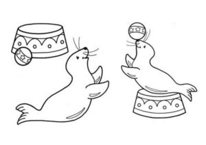 Desenho de Foca Desenho Colorir Imprimir 21