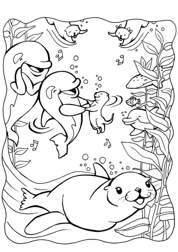 Desenho de Foca Desenho Colorir Imprimir 44