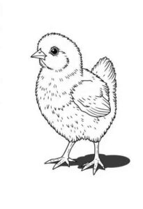 Desenho de Pintinho Desenho Colorir Imprimir 17